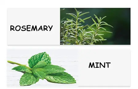 Rosemary Strengthening Shampoo